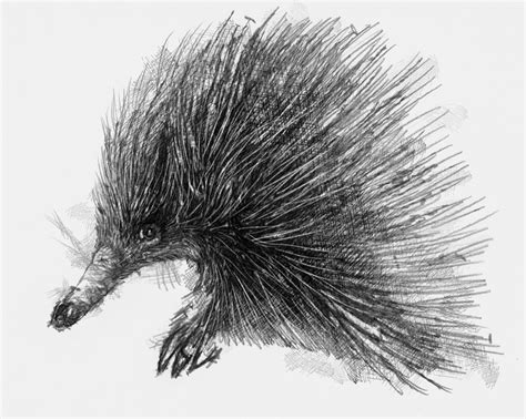 Echidna | SeanBriggs