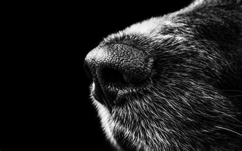 Download wallpaper for 1920x1080 resolution | Dog | animals | Wallpaper ...