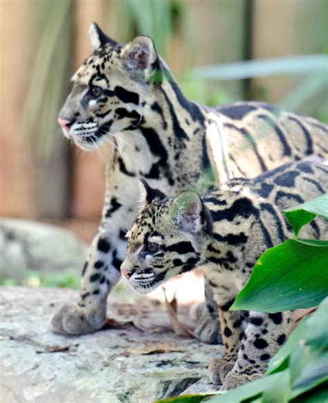 Tampa Bay Parenting Magazine: A Pair of Endangered Clouded Leopard Cubs ...