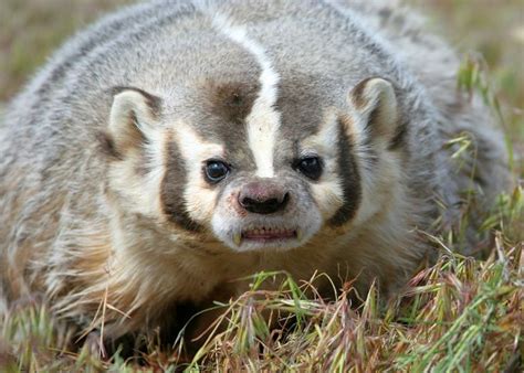 Badgers, otters, weasels, ferrets, skunks - DWR | Animals wild ...