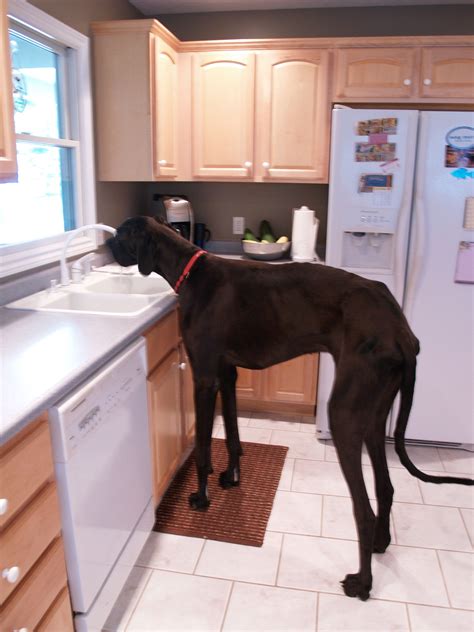 World's tallest dog, Zeus, dies at 5 | The Spokesman-Review