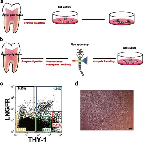 Isolation of dental pulp stem cells with high osteogenic potential ...