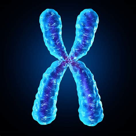 Chromosome Pictures, Images and Stock Photos - iStock