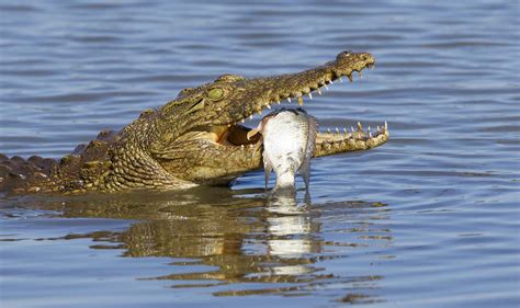 Mpala Live! Field Guide: Nile Crocodile | MpalaLive