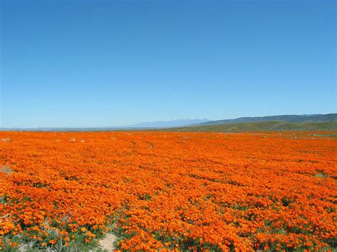 Antelope Valley California Poppy Reserve - Alchetron, the free social ...