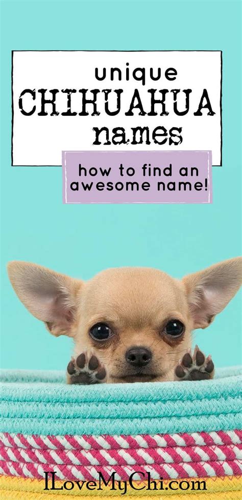 Unique Chihuahua Names | Chihuahua names, Chihuahua names boys, Chihuahua