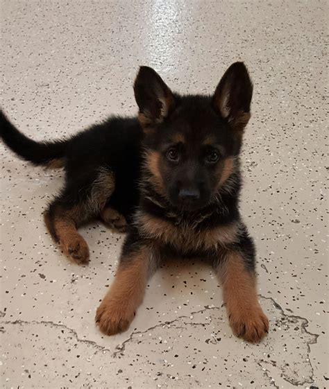 Male German Shepherd Puppy | Puppies, German shepherd puppies, Dogs