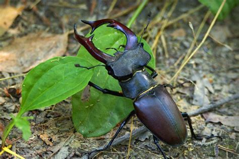 12 Beetles With Horns (With Pictures) - Wildlife Informer