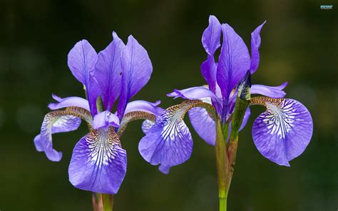 Iris flower wallpaper | 2560x1600 | #30636