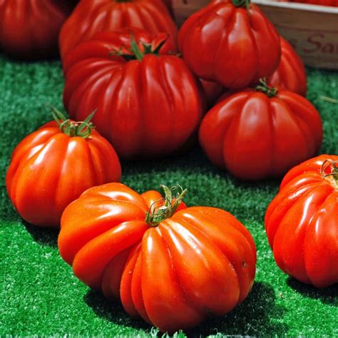 Giant tomato BRUTUS seeds 02 g aprox.50 fresh seeds best | Etsy