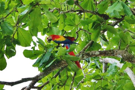 Wildlife On The Osa Peninsula, Costa Rica - Jetsetting Fools