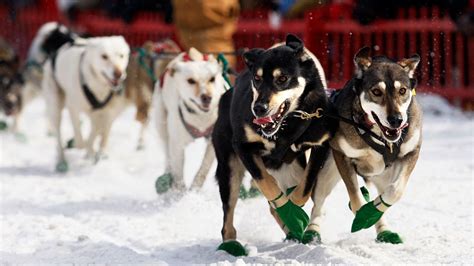 Longest sled dog race in eastern US is canceled because there’s not ...