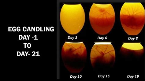 Egg Candling Process from Day 1 to 21