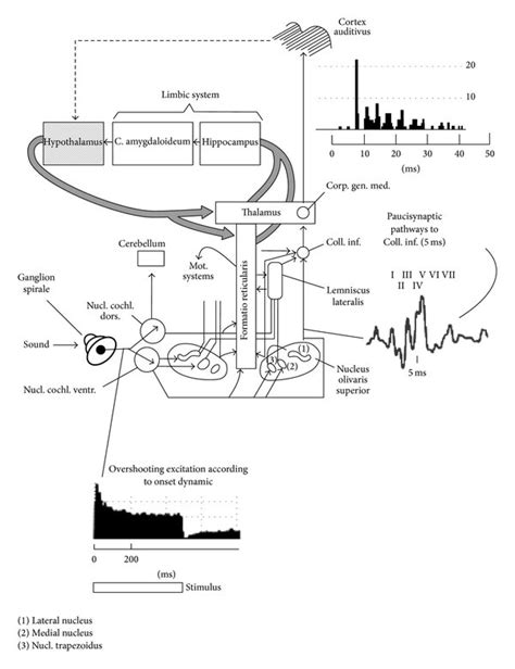 Diagram of the classical auditory pathways from the ear to the auditory ...