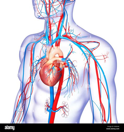 Cardiovascular system, artwork Stock Photo - Alamy