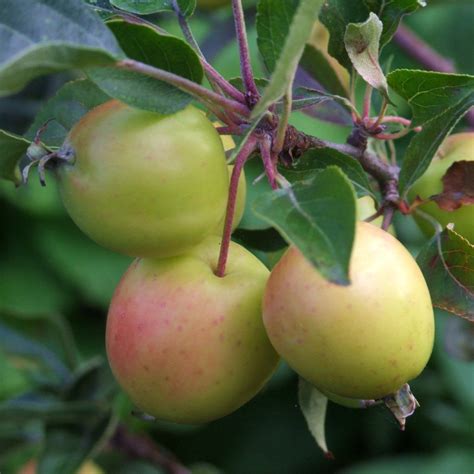 A Tale of Two Crab Apple Trees | Orchard Notes