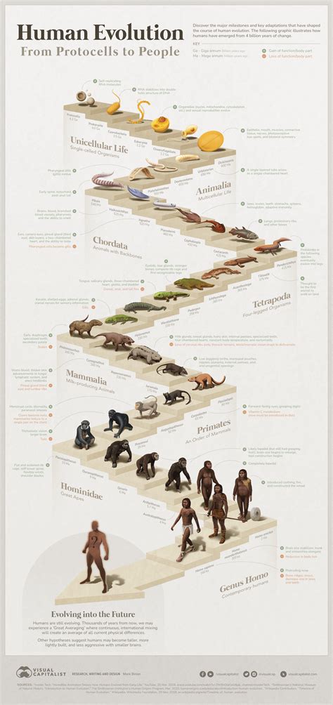 Visualized: The 4 Billion Year Path of Human Evolution | annotated by ...