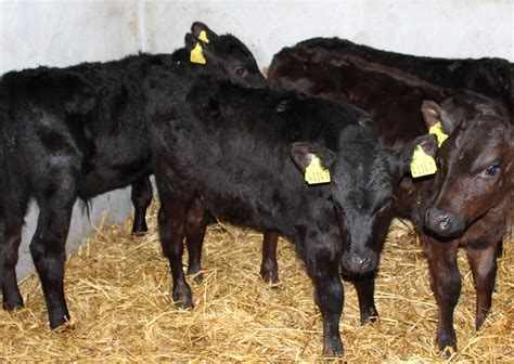 Aberdeen Angus breeders can avail of scheme | Farming Life