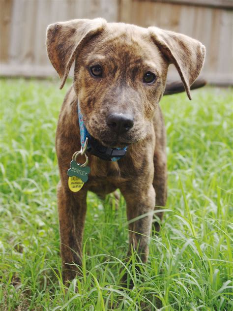 a brown dog standing on top of a lush green field