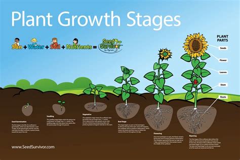 Posters | Seed Survivor | Plants, Plant growth activities, Plant growth