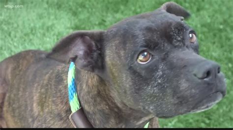 Hillsborough County animal shelter waives adoption fees for dogs | wtsp.com