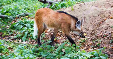 Maned Wolf Behavior - AnimalBehaviorCorner