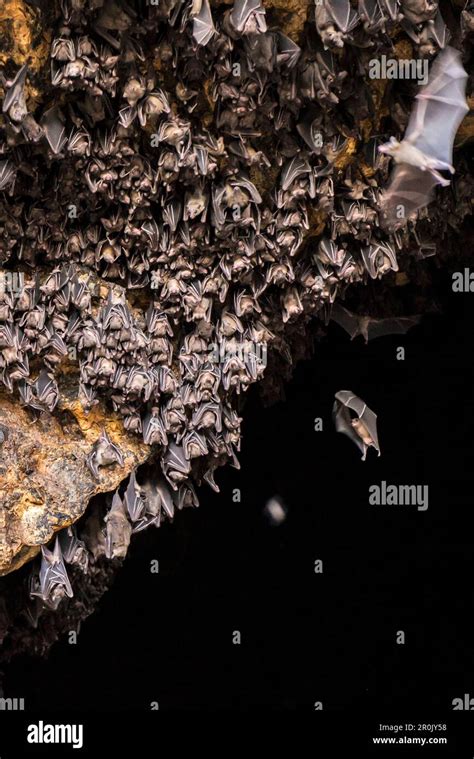 Bat colony in front of the cave entrance, near Padangbay, Bali ...