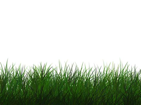 Grass Texture Png Download - Jonie Wida