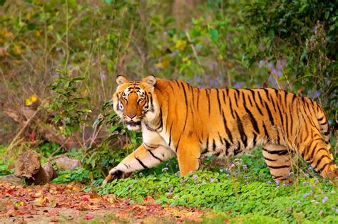 The Amazing World : Jim Corbett National Park, Nainital District ...