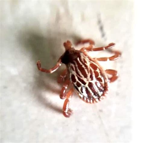 Gulf Coast Tick (Amblyomma maculatum) • TickSafety.com