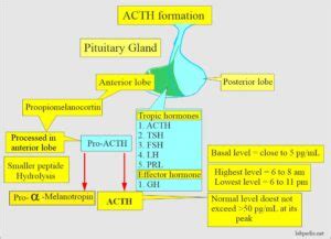 ACTH (Adrenocorticotropic Hormone), Cushing's Syndrome - Labpedia.net