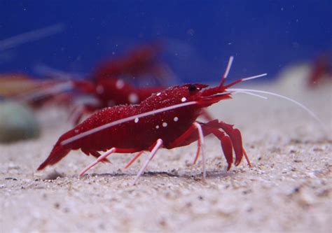 Free Images : ocean, underwater, live, food, red, seafood, fauna, claw ...