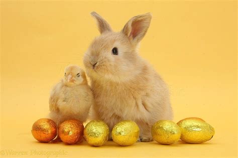 Baby Chicks Easter Wallpapers - Wallpaper Cave