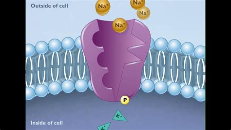 Sodium Potassium Pump Animation