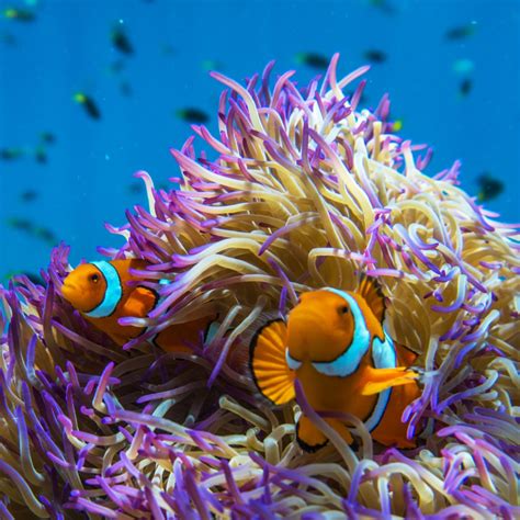 Great Barrier Reef animals: meet the Great Eight - Tourism Australia ...