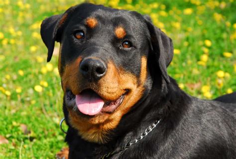 Rottweiler Bite Force: Everything You Should Know