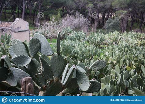 Cultivation of Prickly Pear Plants Stock Photo - Image of typical ...