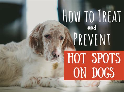 What Do Vets Recommend For Hot Spots On Dogs: Top Tips