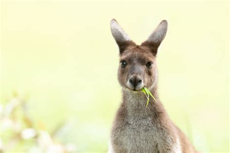 10 Incredible Facts About Kangaroos