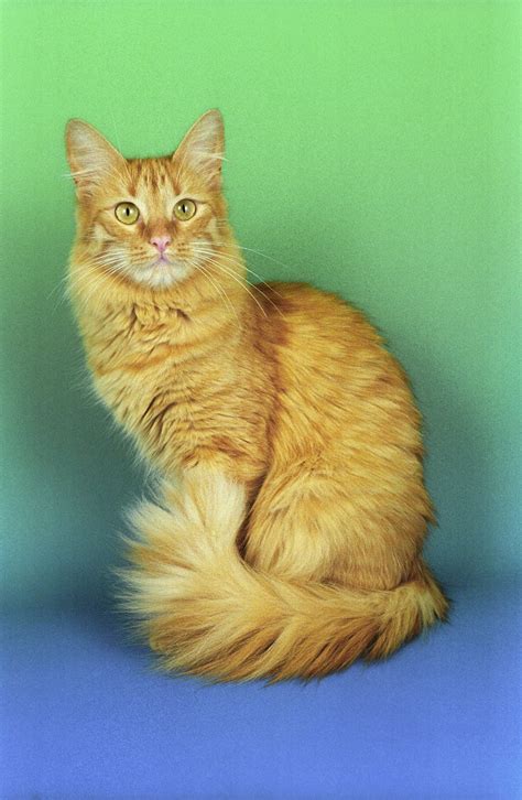 Turkish Angora Cat - Cats of the world