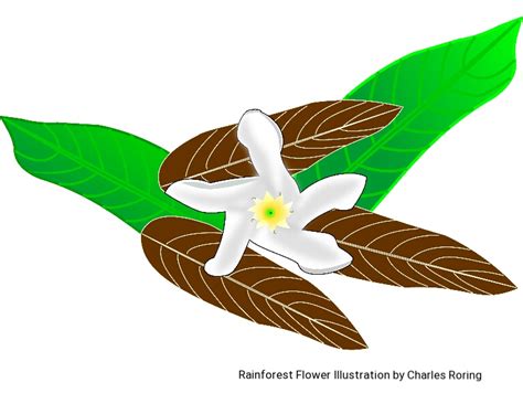 Wildlife Drawing: Digital Illustration of Rainforest Flower