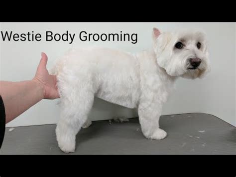 Westie Body Grooming Summer Clip - YouTube