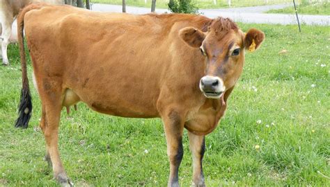 Jersey Cattle Breed – Everything You Need to Know