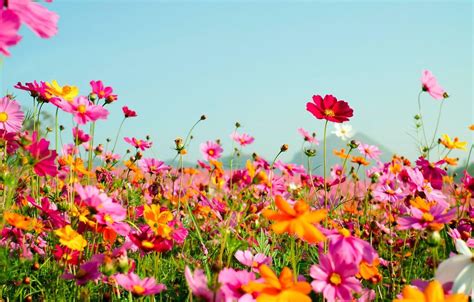 Summer Flowers Wallpaper Desktop