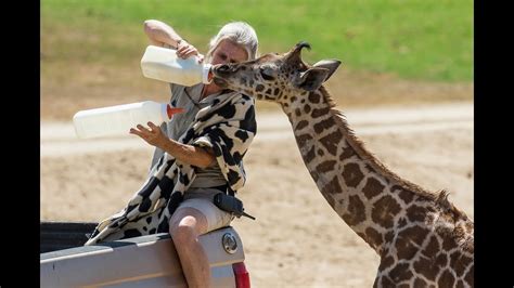 How To Bottle Feed a Giraffe Calf - YouTube