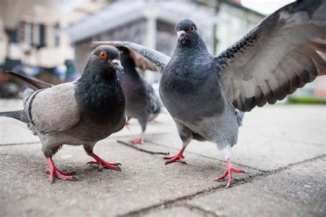 Why Are There So Many Pigeons? | Live Science