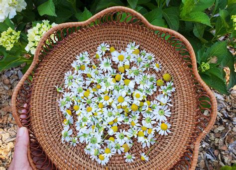 How To Dry Chamomile Flowers For Tea