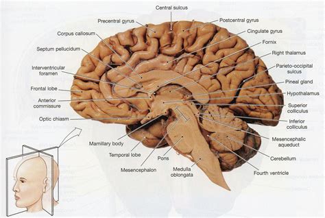 Cross Section Of The Human Brain Diagram