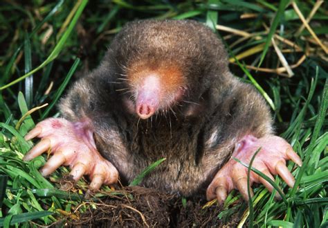 Eastern mole - Wikipedia