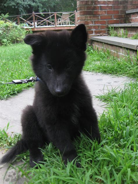 Belgian Shepherd Pup | Belgian shepherd puppies, Belgian shepherd ...